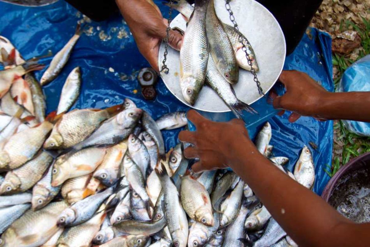Fish production up 114 percent in Mbinga Town Council The Citizen