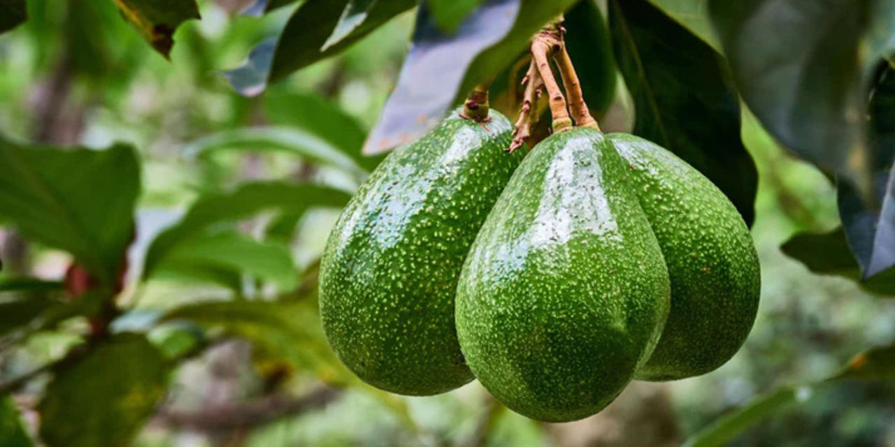 Tanzanian avocados set to hit shelves in China The Citizen