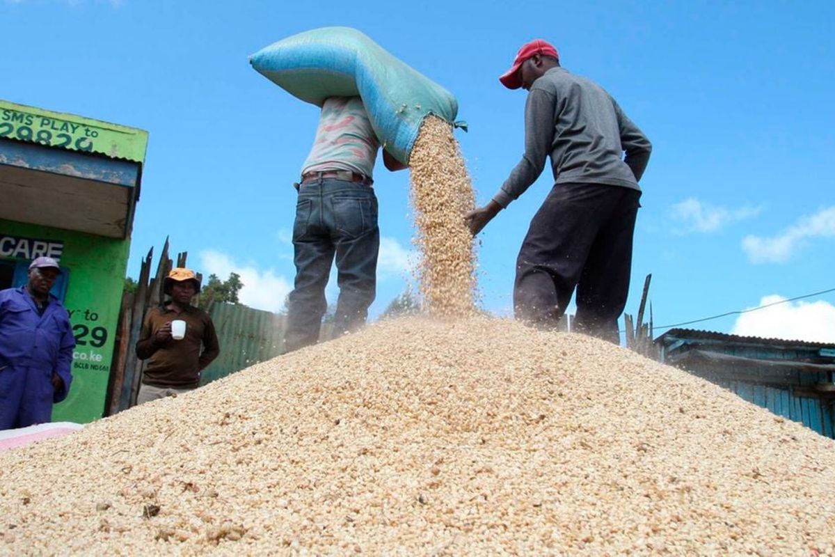 Esperamos que Tanzania y Malawi pongan fin a su prohibición de importar maíz