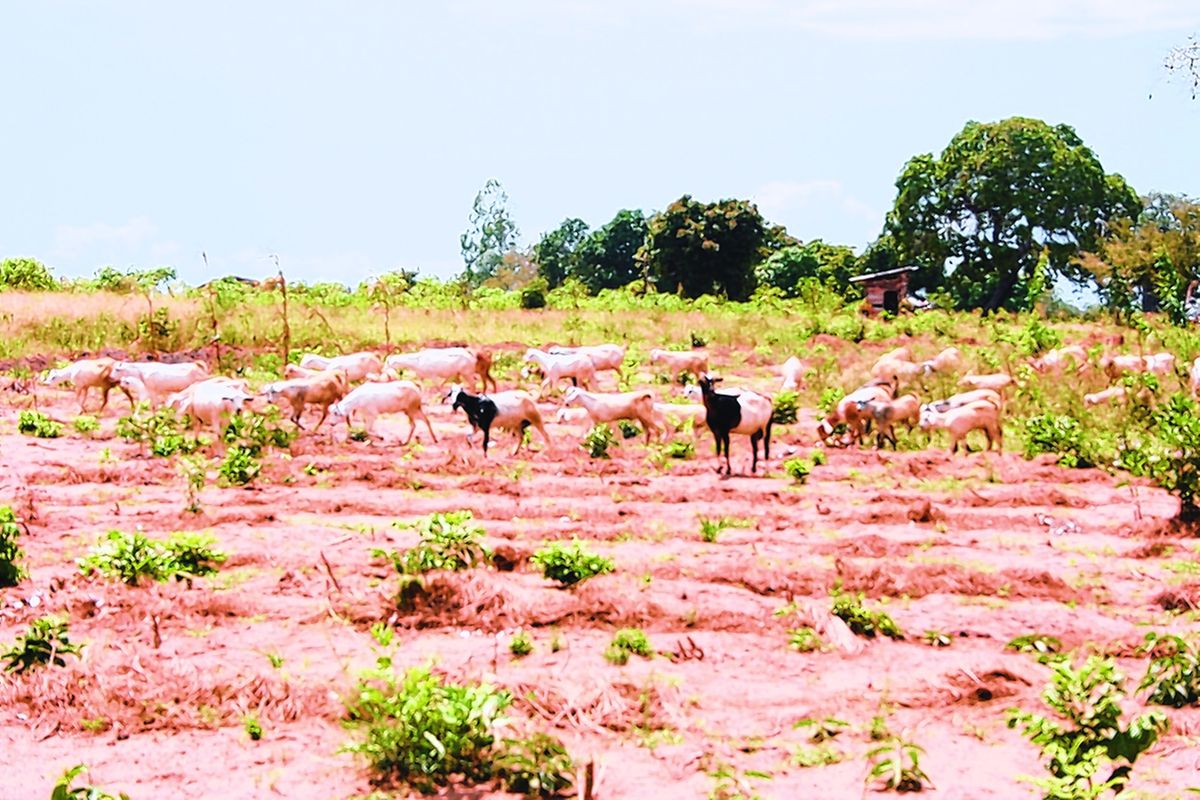 Discusting Land Why land disputes dominate complaints to legal aid campaign | The Citizen
