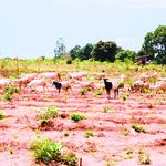 Land pic