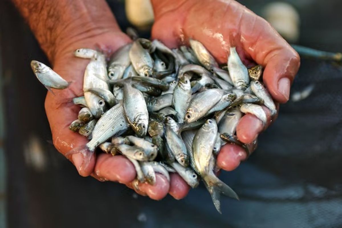 Zanzibar produces 2.5 million fish fingerlings in blue economy boost