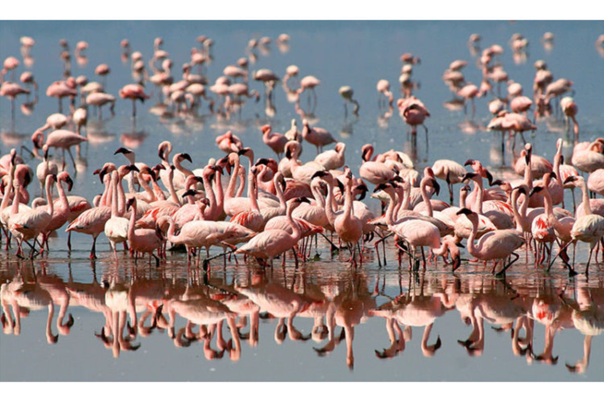 Tanzania’s Flamingos among World’s most sought-after wildlife experiences