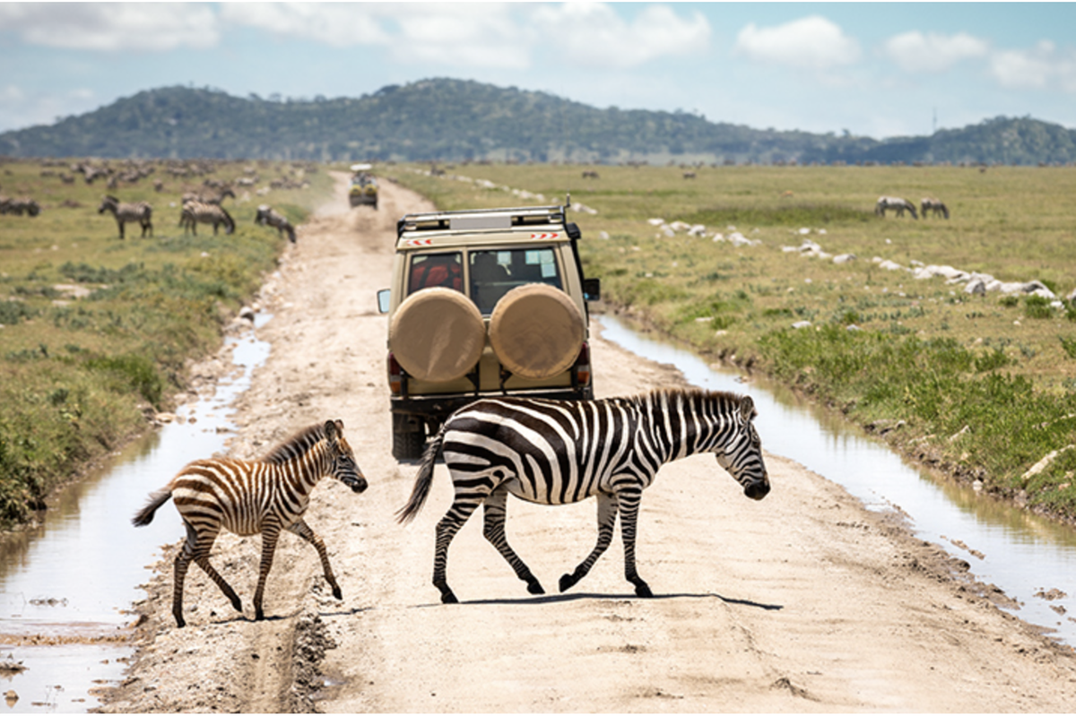 Tanzania’s tourism earnings rise by 10.3pc as park visitors hit 538,000