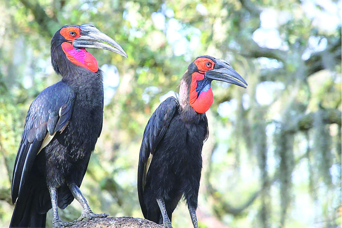 Tanzania Bird of the Year 2026 title up for grabs