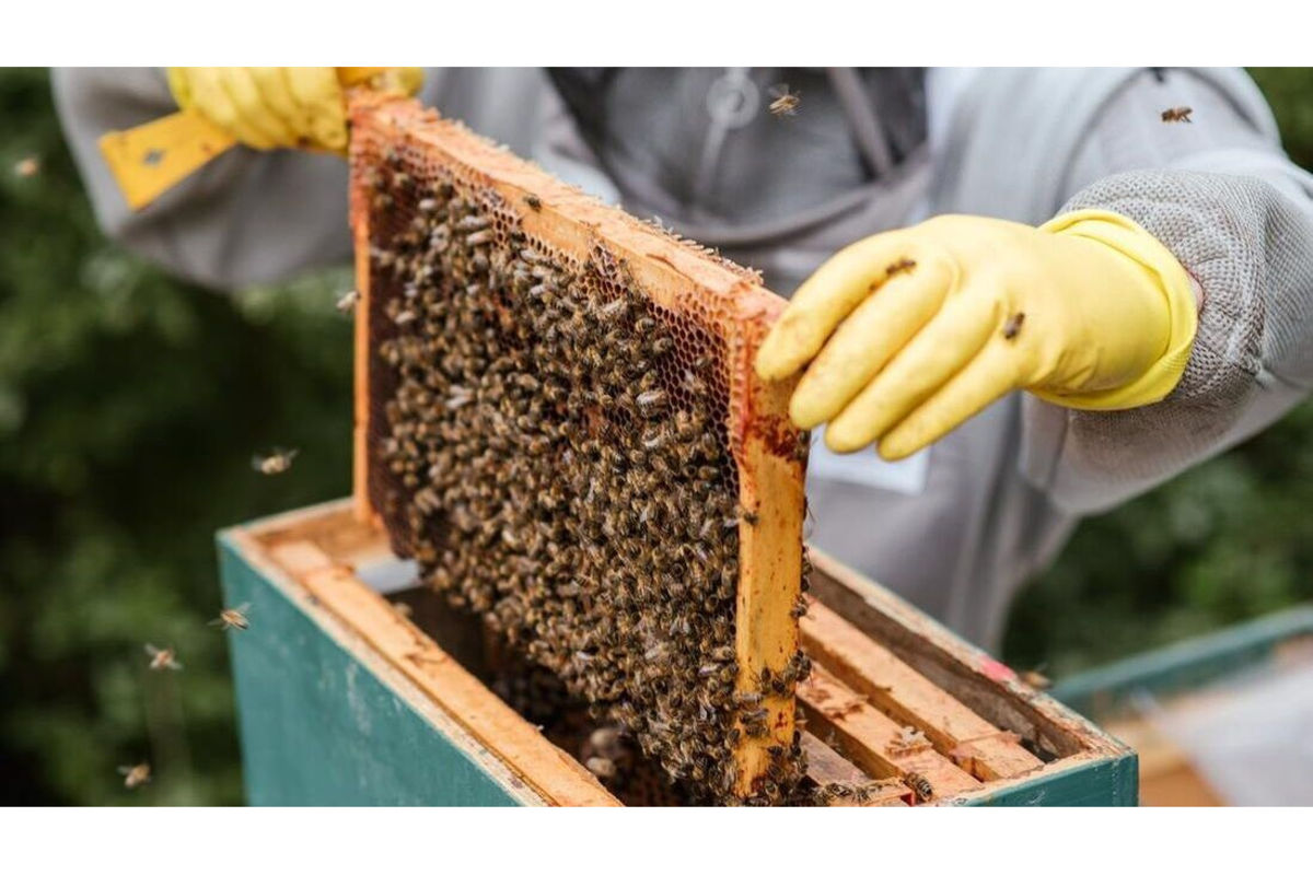Global beekeepers’ meeting moved from Tanzania to the UAE