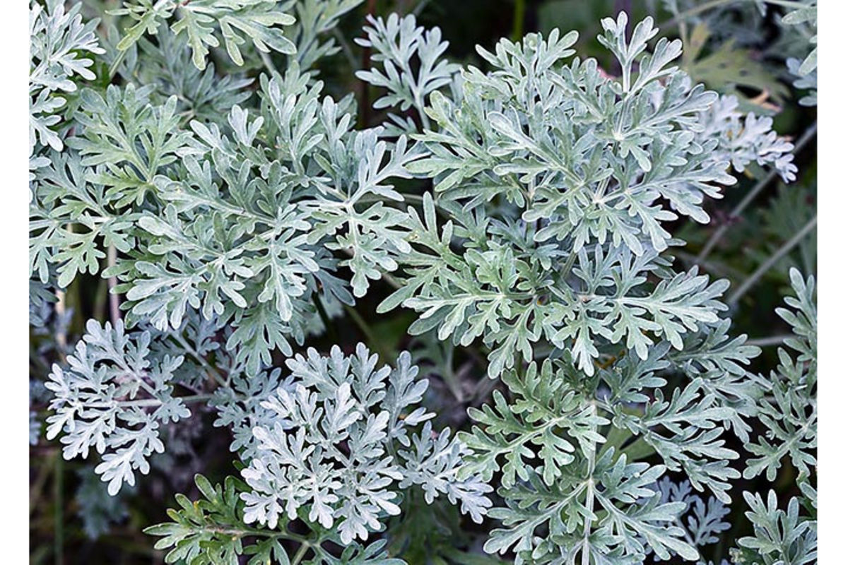 Tanzania to host first ever Artemisia conference