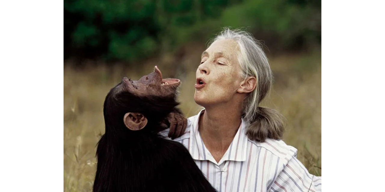 Gombe National Park, home of chimpanzees, where Jane Goodall dedicated ...