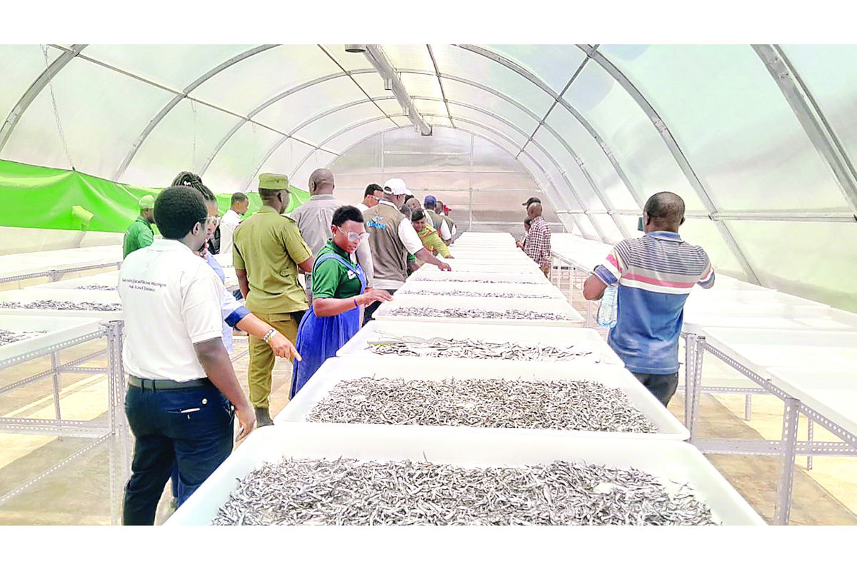 How solar-powered drying plant is set to improve Lake Nyasa sardine ...