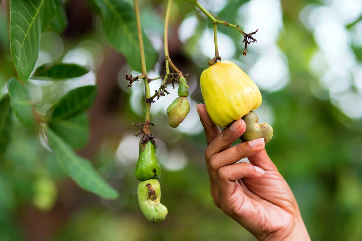 Internet shutdown disrupts cashew auctions