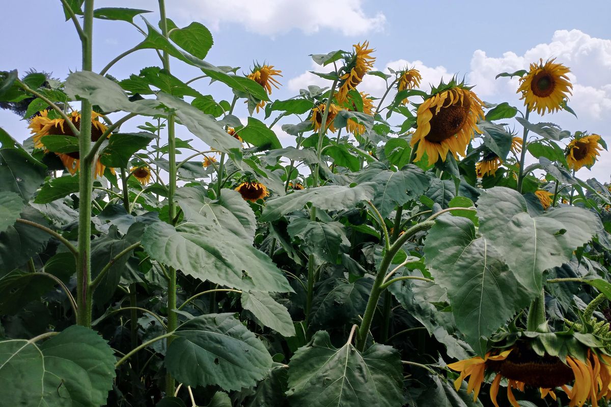 Farmers lend a hand in climate change resilience