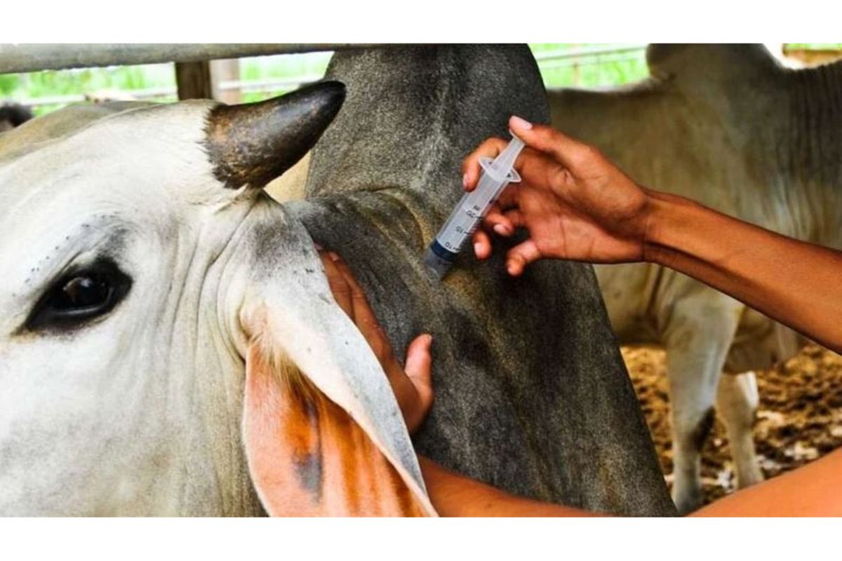 Iringa targets over 400,000 cattle in nationwide livestock vaccination drive
