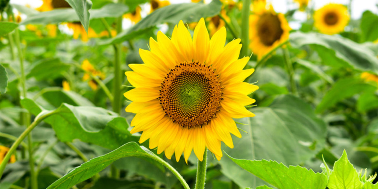 Sunflower initiative boosts incomes of Geita farmers The Citizen