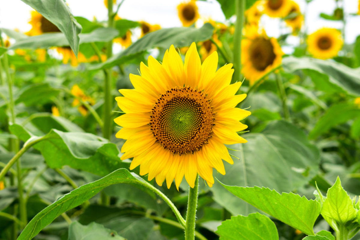 Sunflower initiative boosts incomes of Geita farmers The Citizen