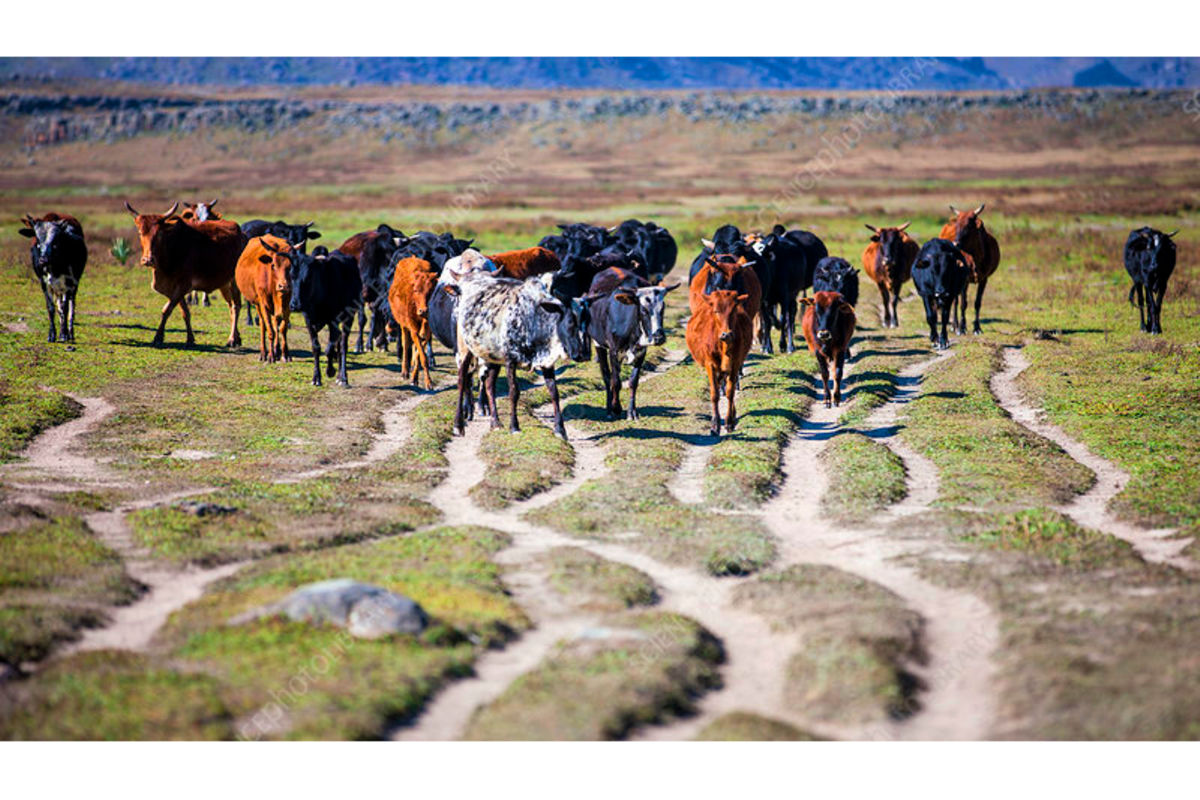 How Tanzania’s forgotten stock routes shaped our socioeconomic landscape