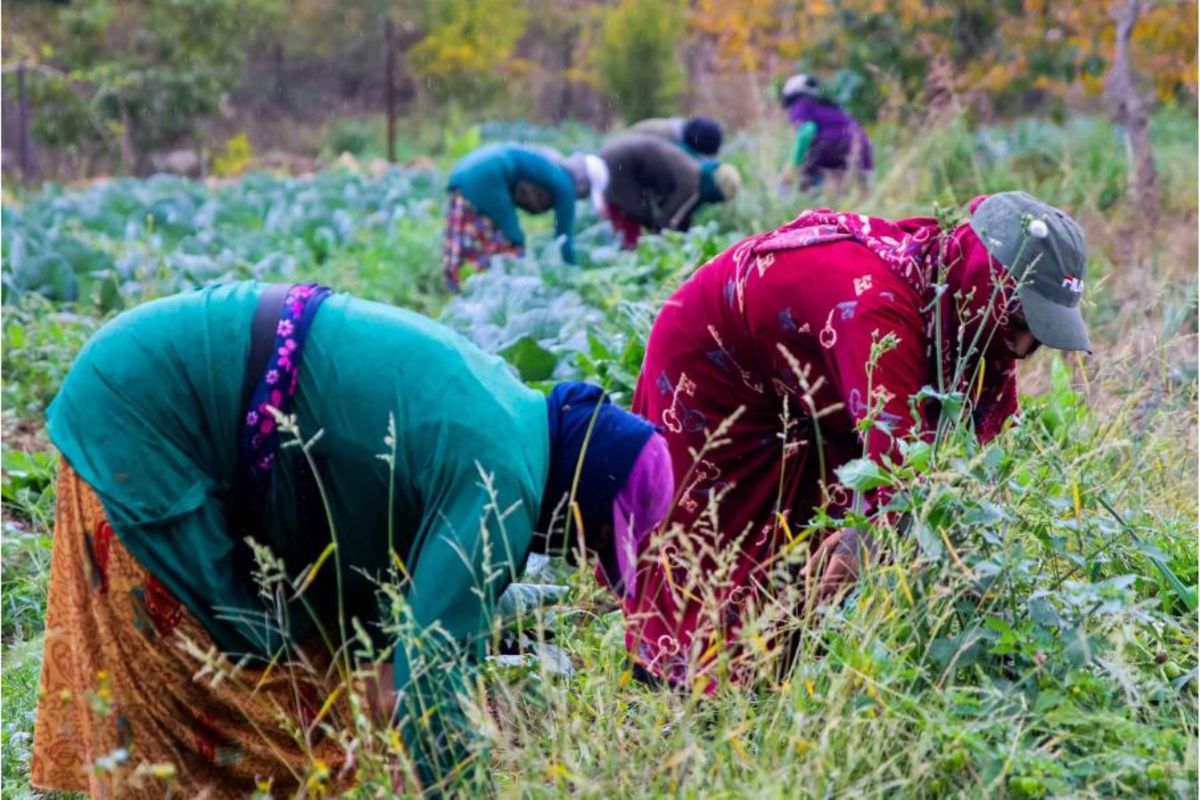 Tanzania government to crack whip on ‘fake extension officers’