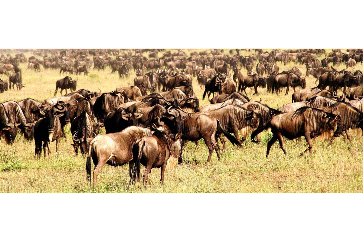 Kenya dismisses fears luxury lodge could disrupt wildebeest migration from Tanzania