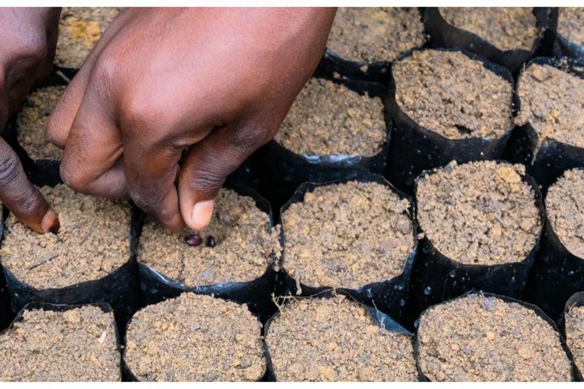 Tanzania renews call for investment in high-quality tree seeds to secure future forests