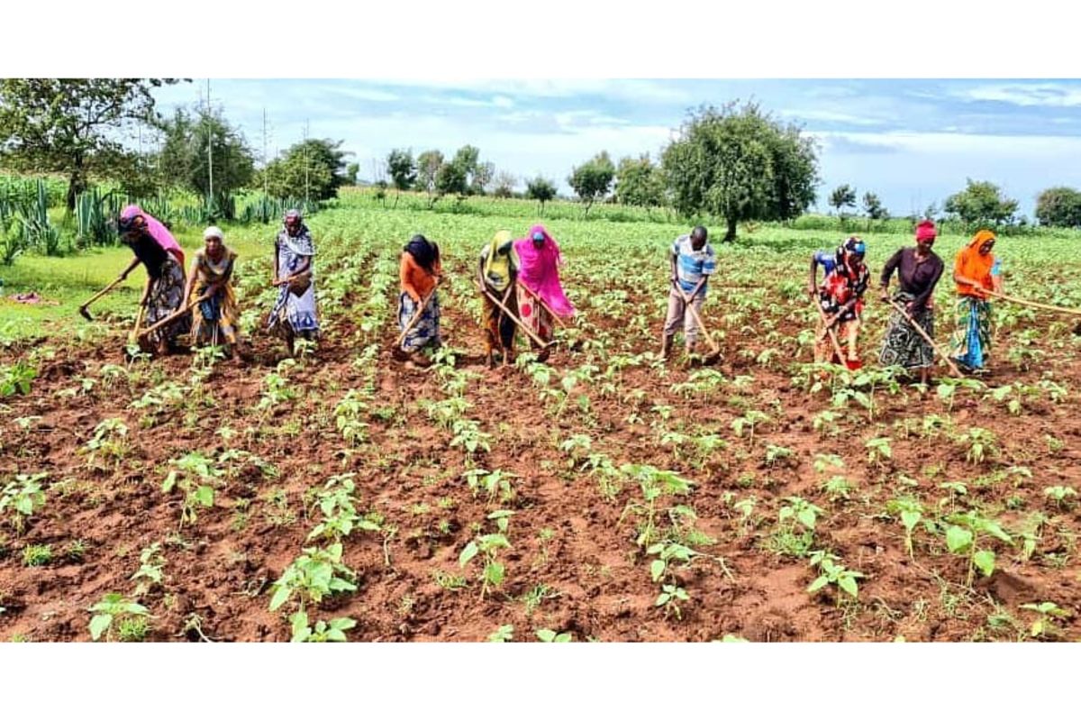 Treat soil like a patient, Tanzanian farmers urged amid rising climate risks
