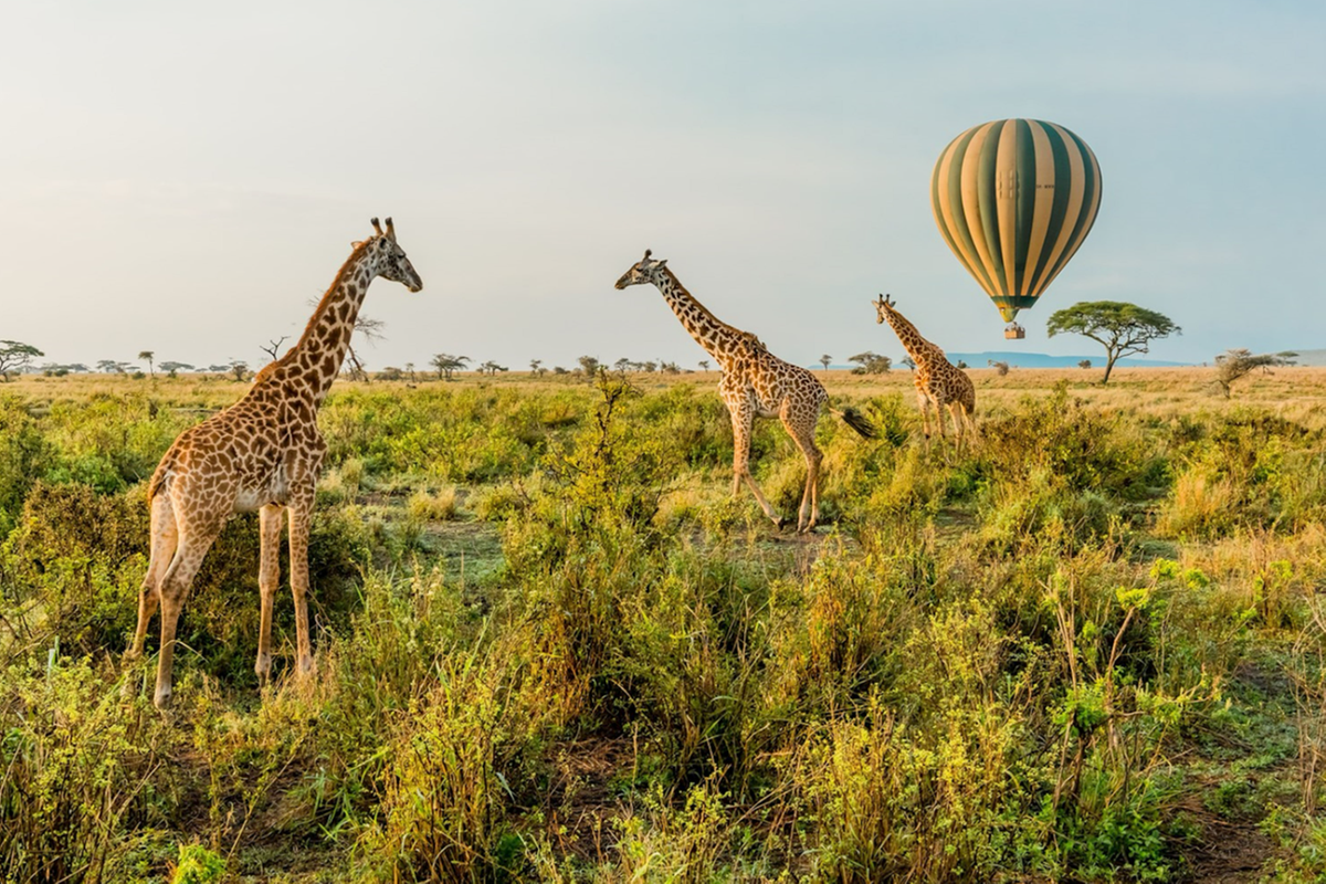 Tanzania's Serengeti Balloon Safari named world’s best at World Travel Awards 2025