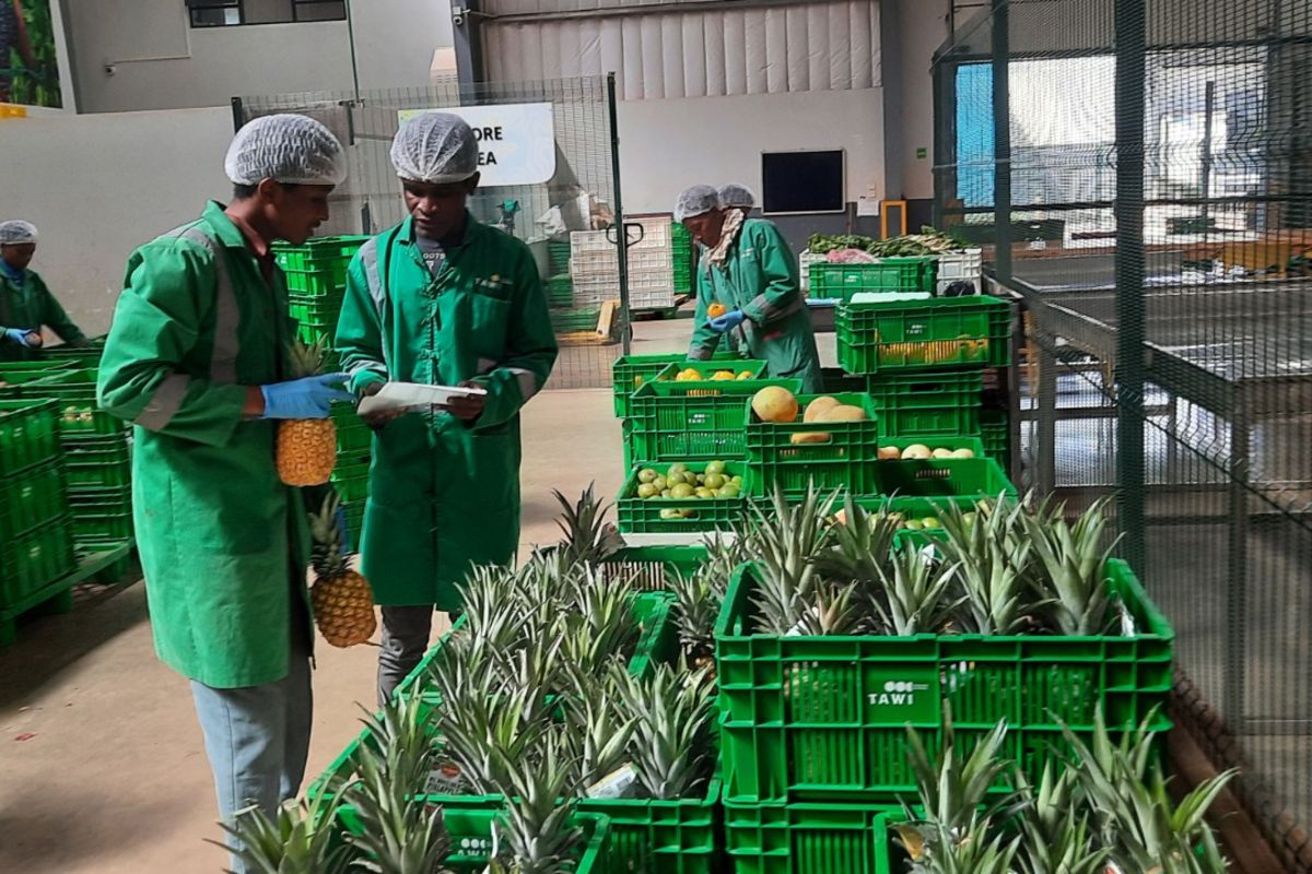 Beating climate losses: How Kenyan farmers use irrigation, cold storage