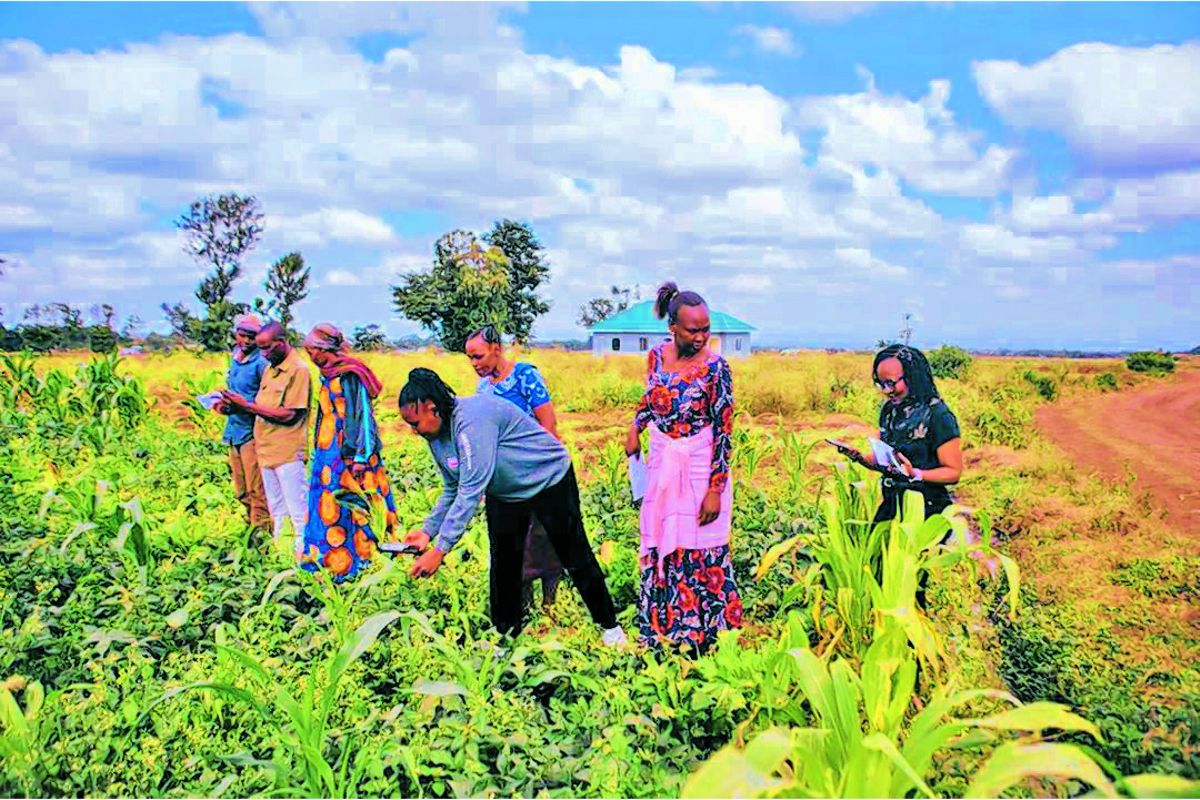 App helps smallholder farmers detect crop diseases early