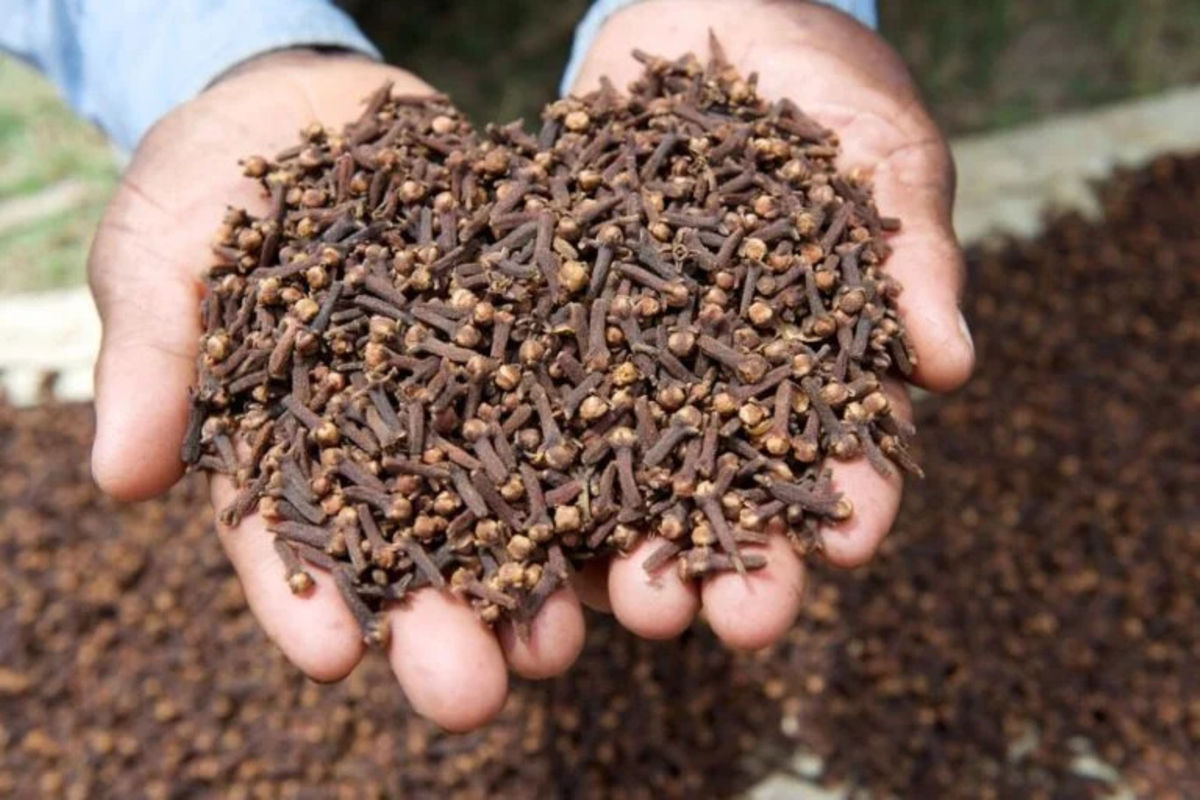 Cloves in Africa: A 200-year legacy and the road ahead