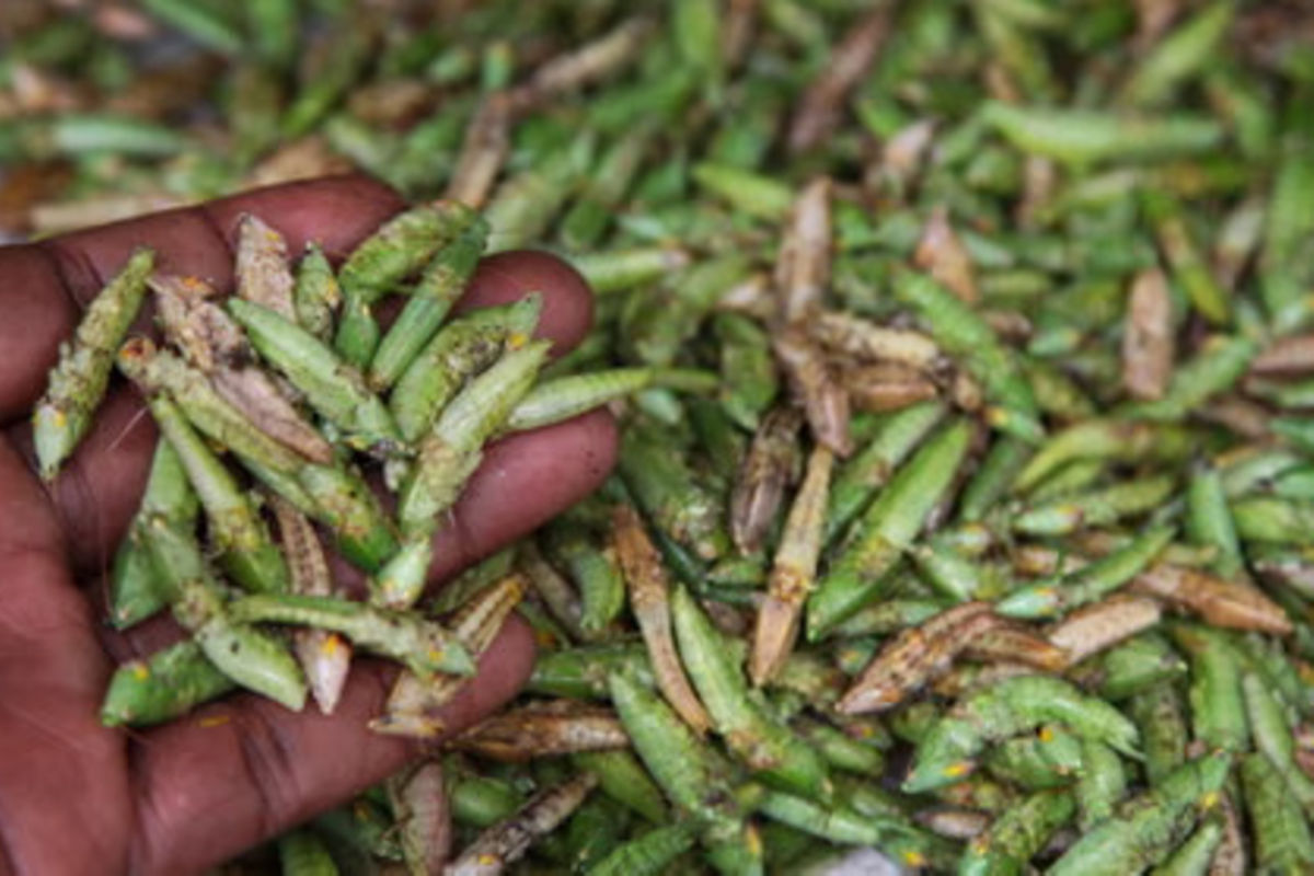 Tanzania unveils market expansion, technology support for grasshopper traders