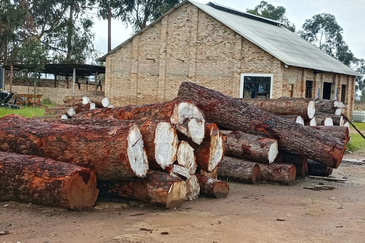 Iringa divided as TRA’s new 2pc forest produce levy takes effect