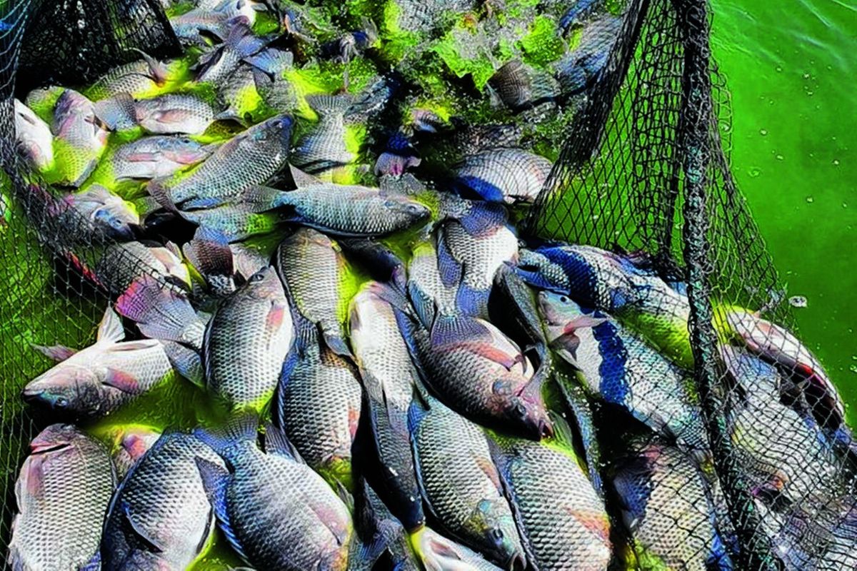 Tanzania sets aside Sh7bn for youth fish-farming loans