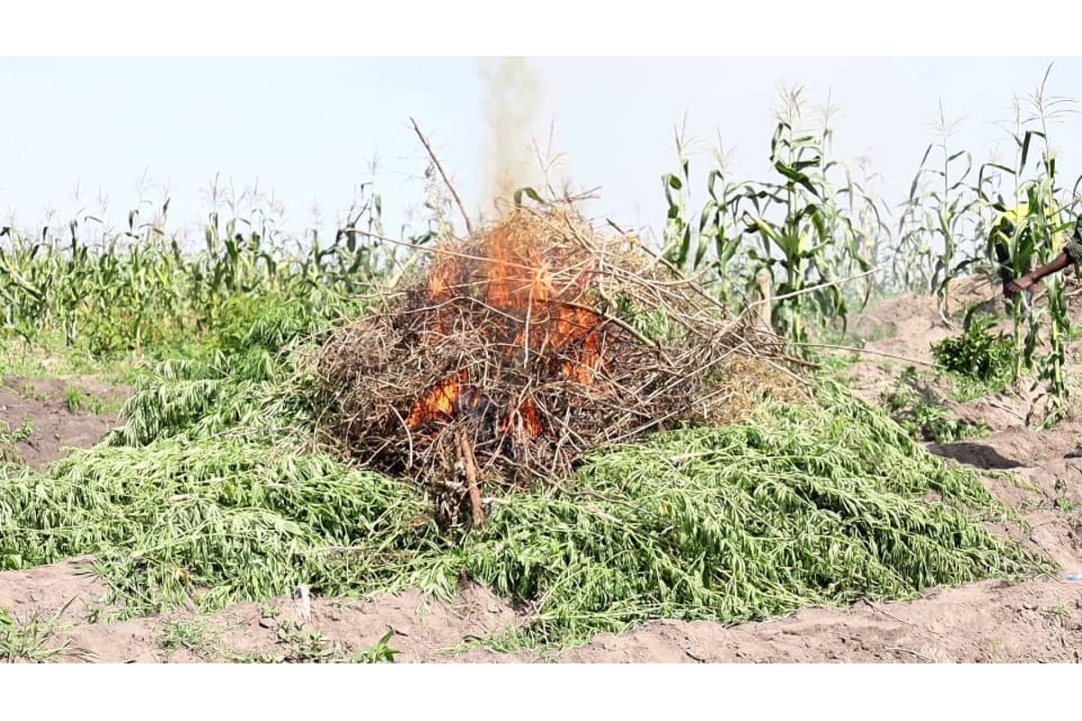 Tanzania security team destroys 3.5-acre cannabis farm in Geita