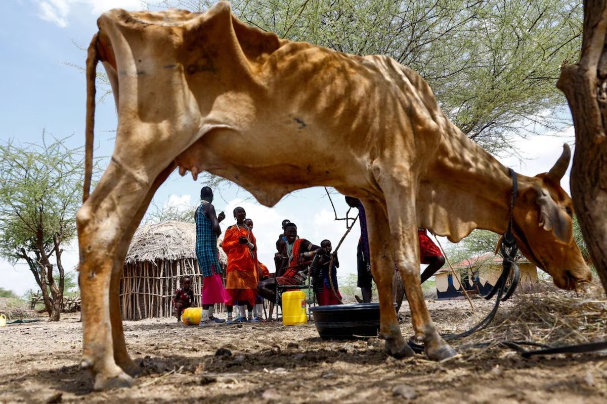 Drought spreads beyond Kenya’s arid north, pushing herders into crisis