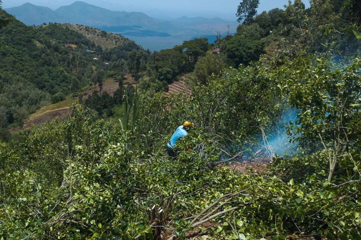 Seven arrested as drugs control body destroys over 200 acres of illegal khat in Kilimanjaro