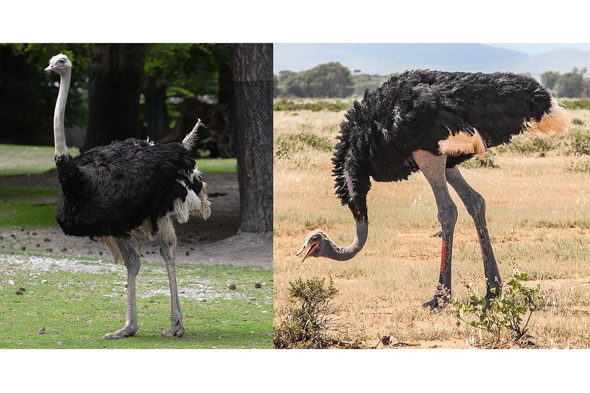 Ostrich crowned Tanzania’s Bird of the Year 2026