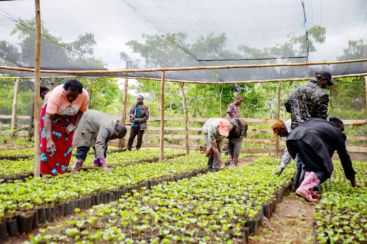 Mbinga farmers reap major gains as coffee revival gathers momentum