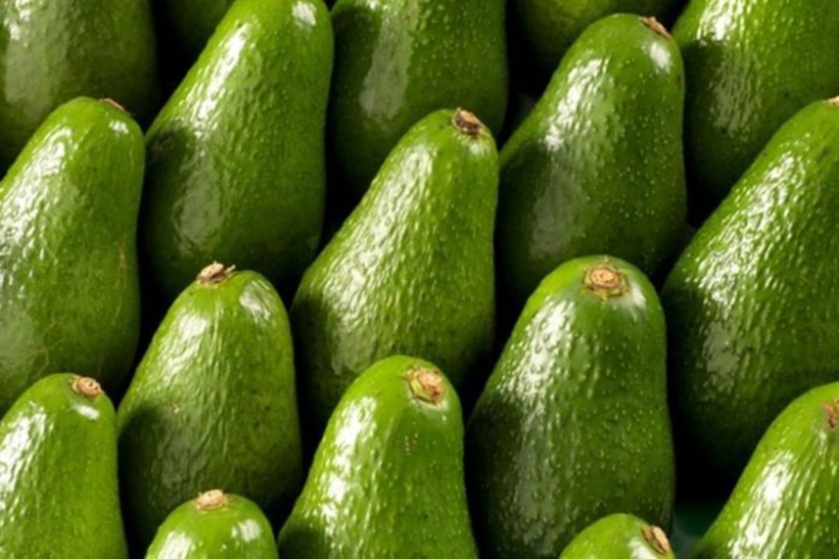 Avocado prices increase in Dar as export, domestic demand jumps