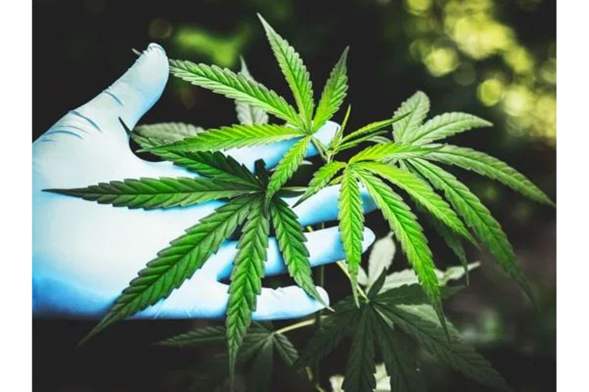 Sixty-year-old woman jailed for 30 years over cannabis possession