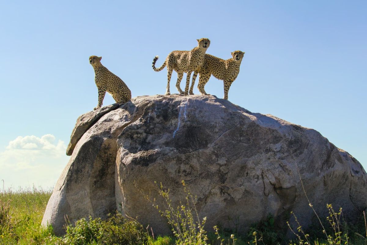 Tanzania’s ascent and the reimagining of Africa’s natural wealth