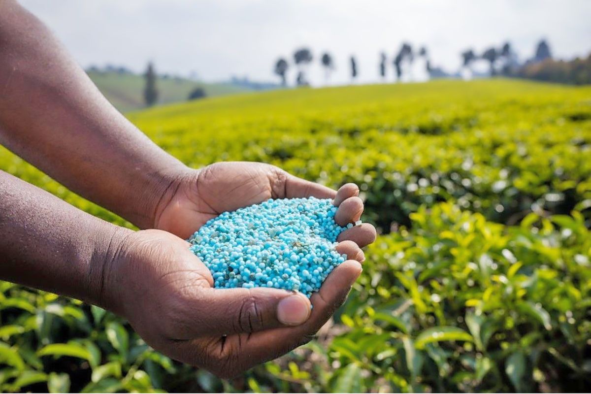 Africa cannot continue to import fertiliser and pretend it has a sound agriculture plan