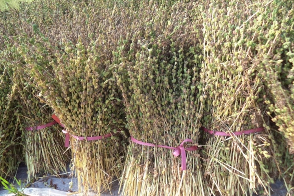 Tanzania bets on quality in tough sesame market