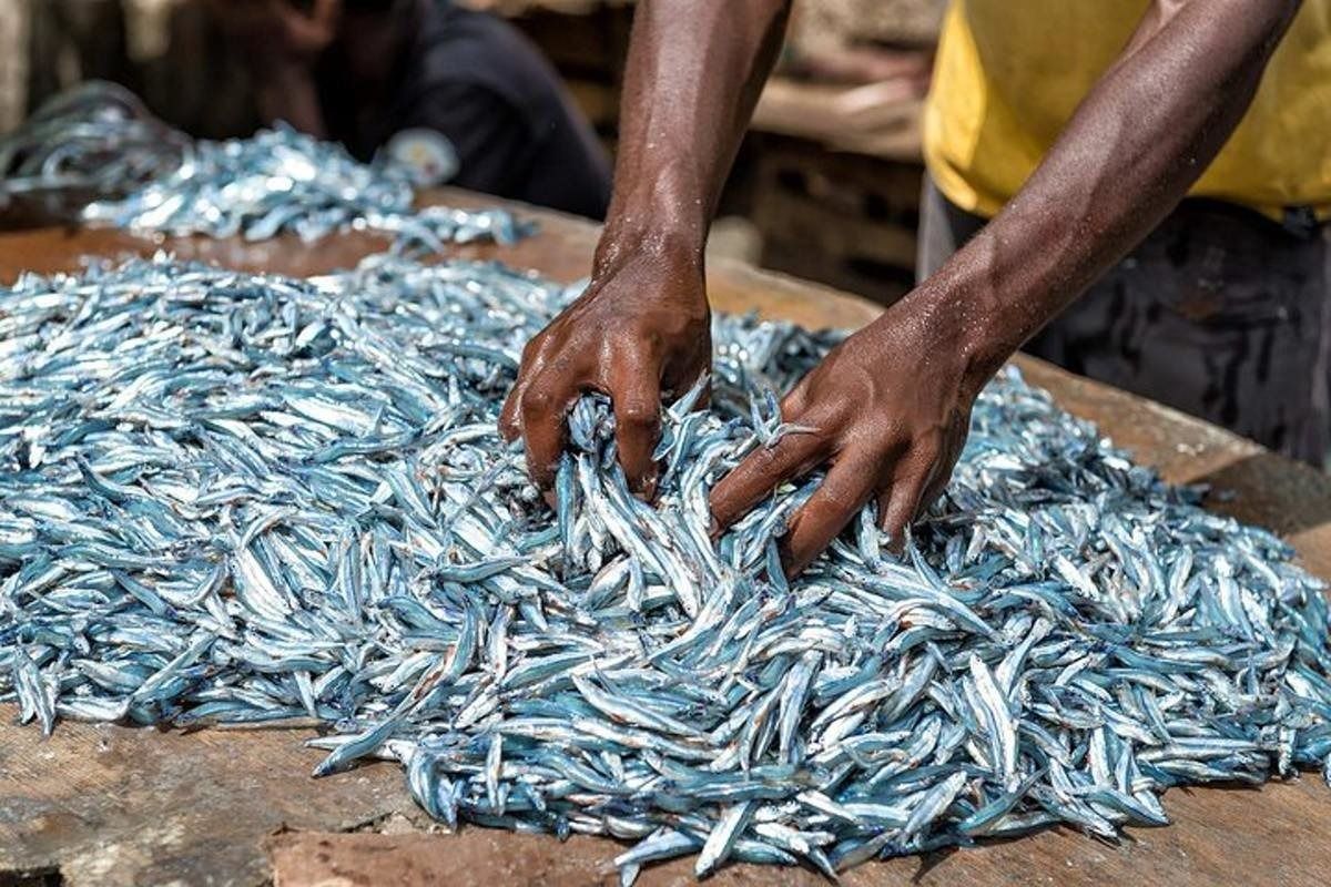 Study exposes Sh40 billion losses in Mafia sardine supply chain