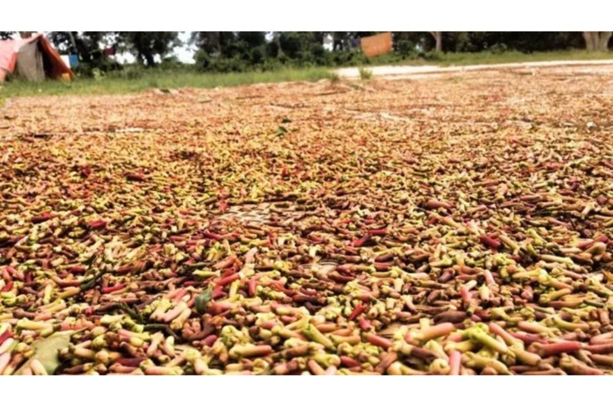Cloves: A major pillar for World Bank’s PAMOJA programme