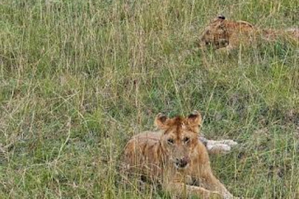East Africa redefines luxury travel with rise of dual-country itineraries