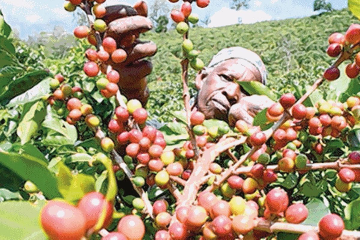Global coffee price rally unlocks new opportunities for Tanzania
