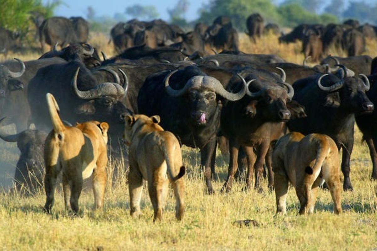 Tanzania emerges as the top in lion and buffalo populations