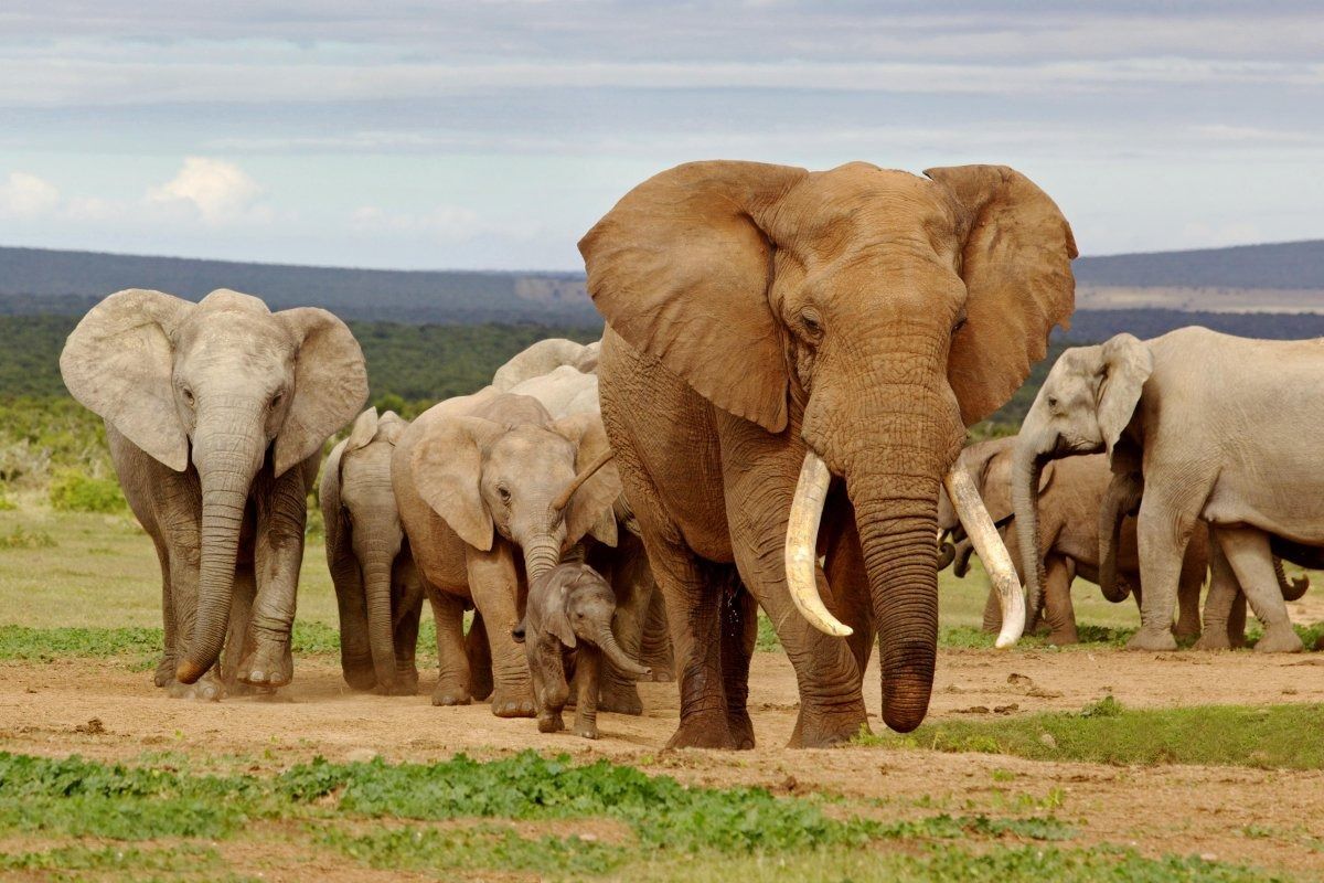 Why Tanzania’s elephant population has declined sharply over the past two decades
