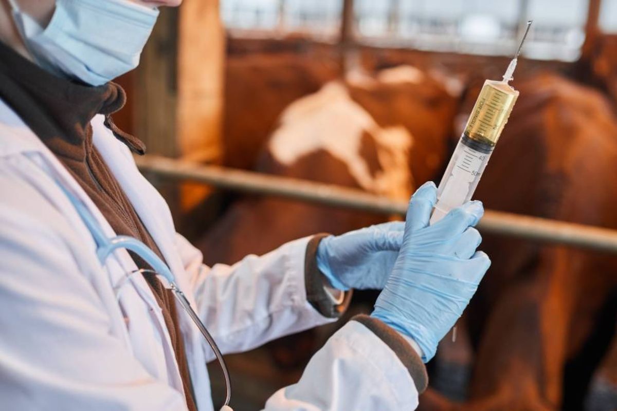 Tanzania seeks investment in livestock vaccines production