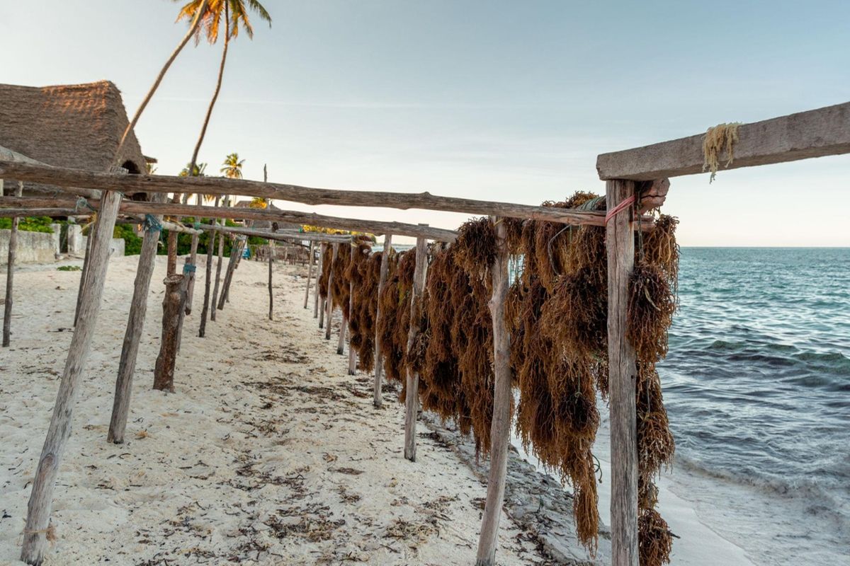 Government targets seaweed growth through tax relief and innovation