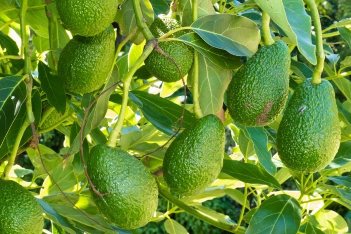 Tanzania tightens avocado trade rules to boost quality, curb buyer-farmer disputes