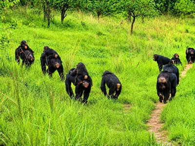 Tanapa steps up conservation efforts for Gombe chimpanzees